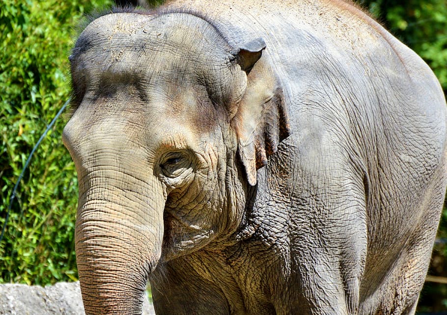 Elephant, Pachyderm, Proboscis, grey, head, zoo, animal, tierpark hellabrunn HD wallpaper