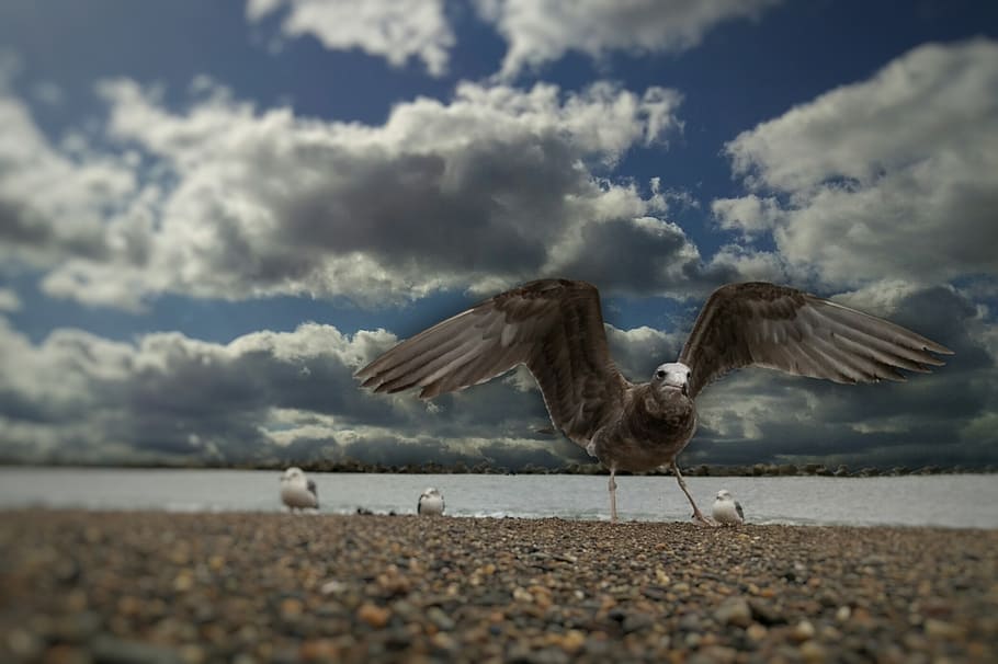 sky, cloud, wind, sea, beach, seagull, birds of the sea, young bird HD wallpaper