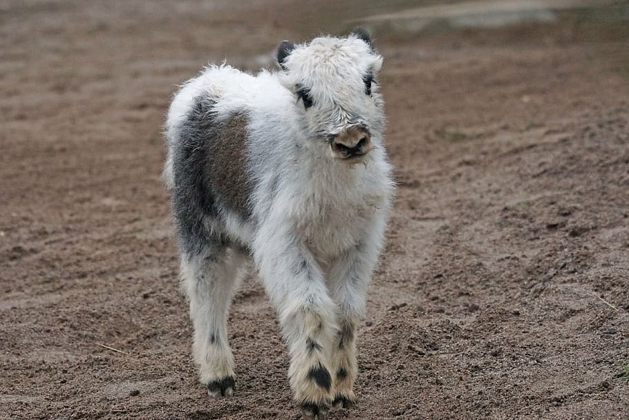 white cow calf walking on brown soil, yak, beef, highland beef HD wallpaper