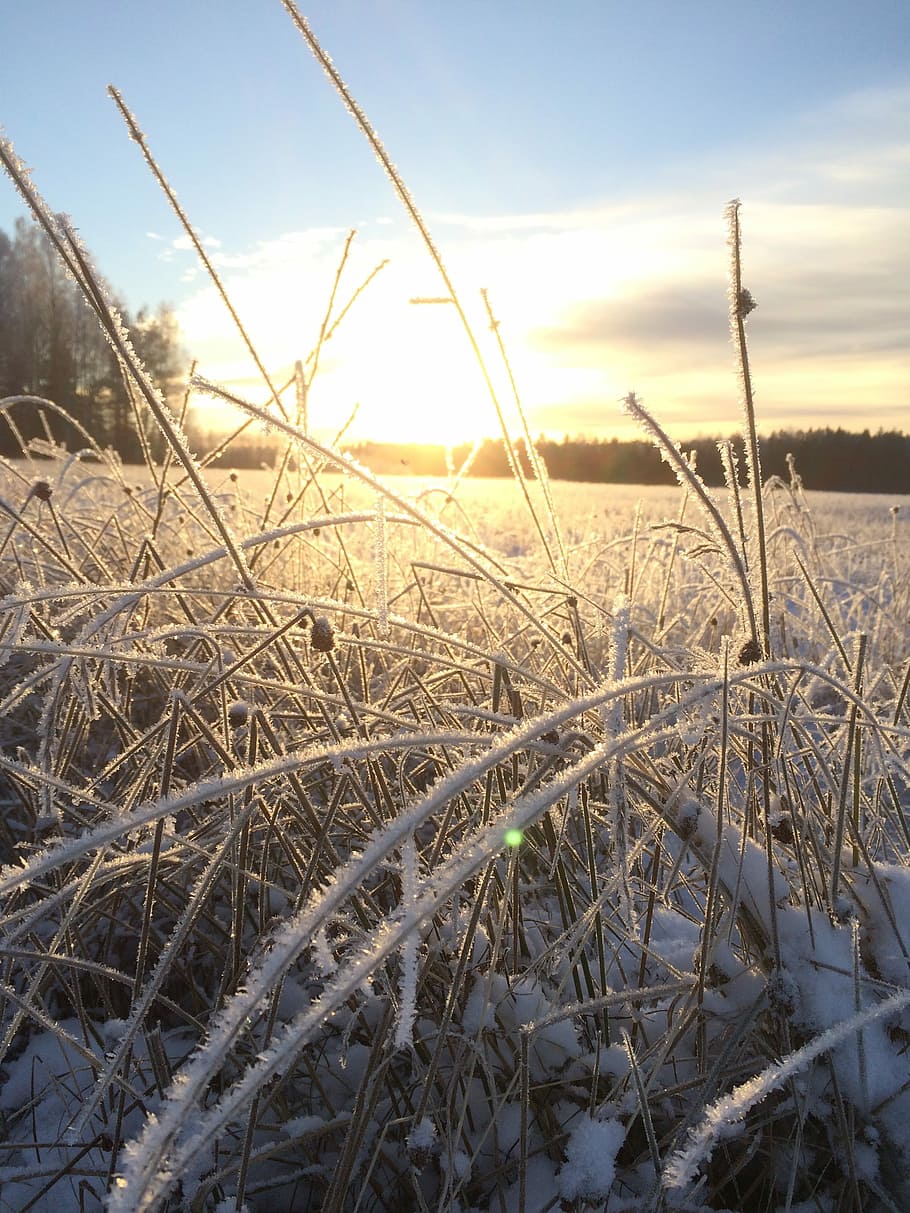 Frost, Sunset, Field, Sunrise, Winter, nature, morning, frozen grass HD wallpaper