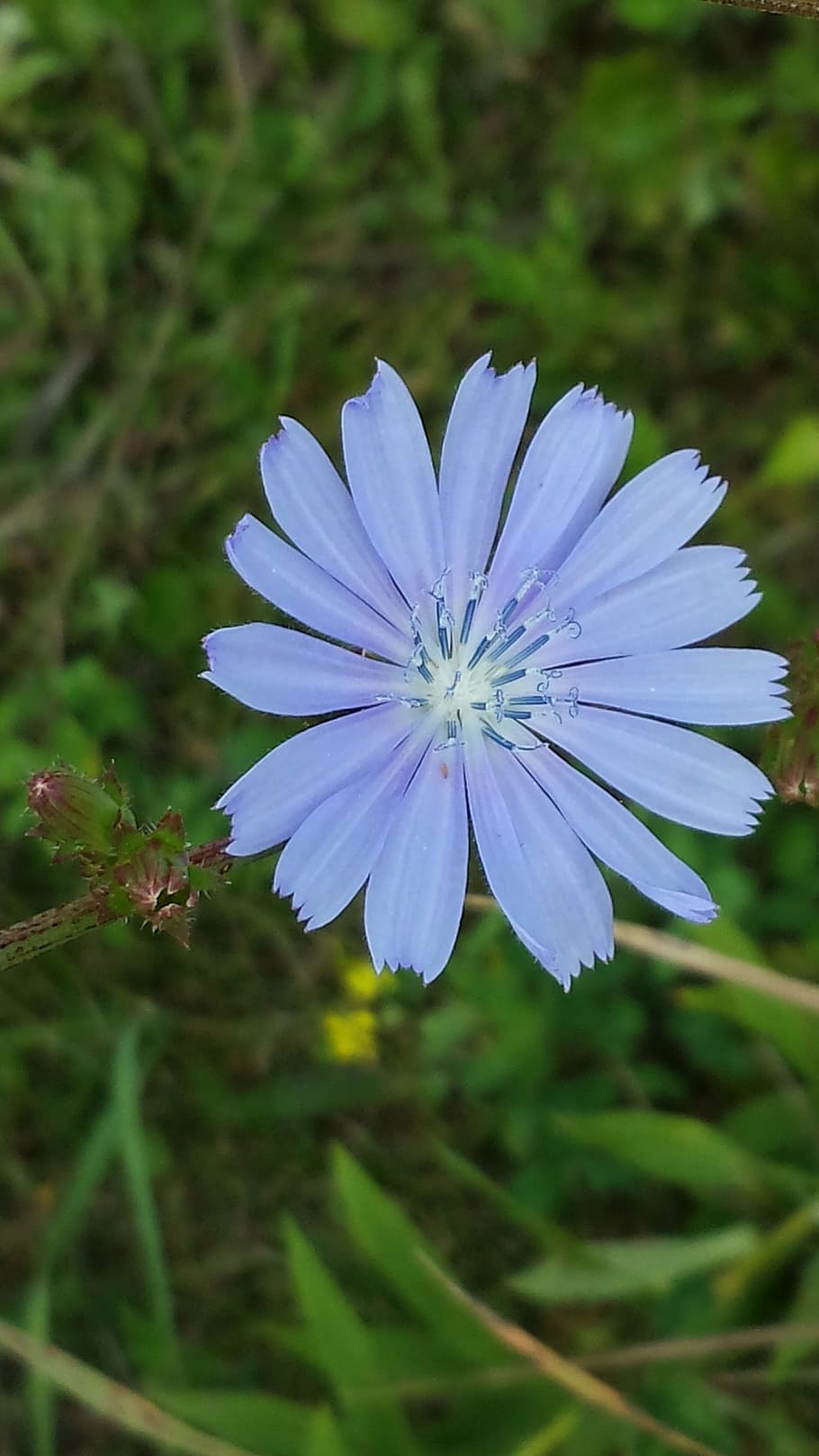 chicory, flower, nature, flowering plant, freshness, vulnerability HD wallpaper