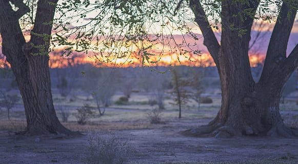 sunset between two trees, Nature, sky, landscape, sunrise, summer HD wallpaper