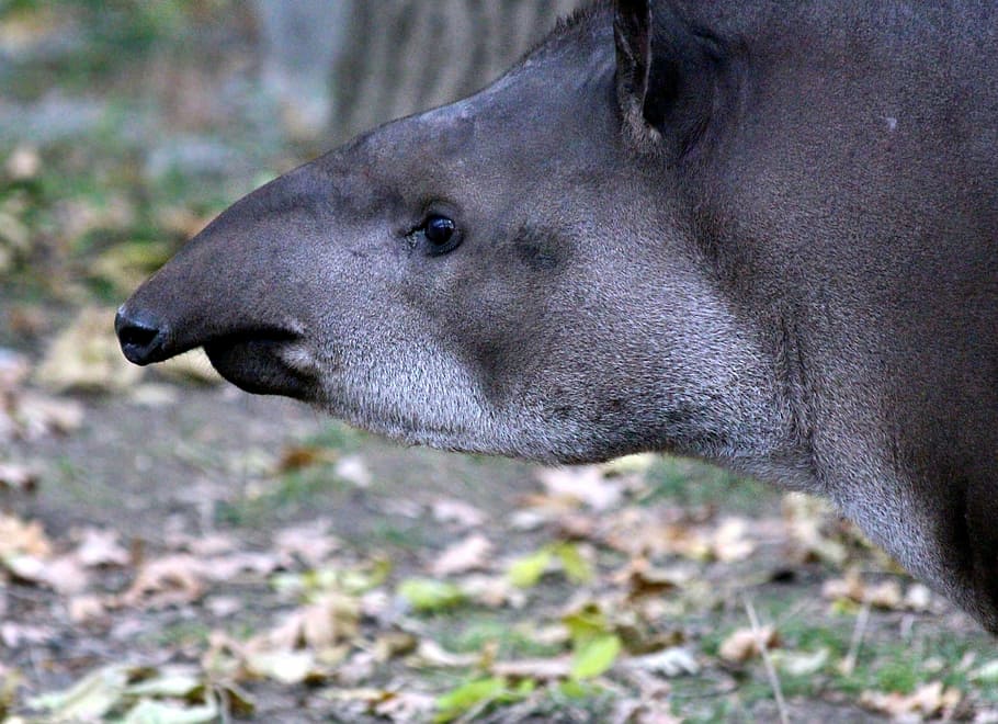 lowland tapir, tapirus terrestris, ovis, russian animal, view