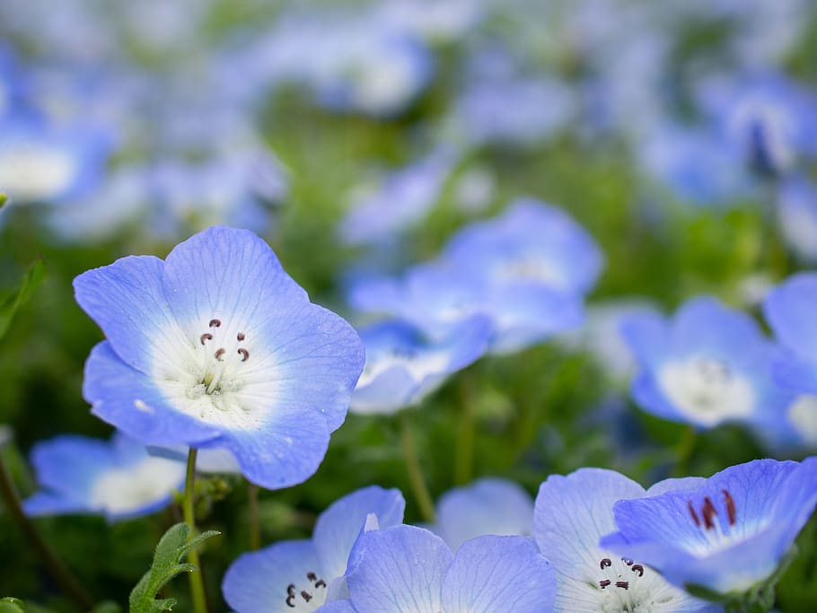 nemophila, spring, flowers, blue, natural, plant, outdoors, HD wallpaper