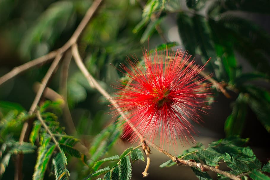 nature, leaf, tree, plant, freshness, flower, fragility, flowering plant HD wallpaper