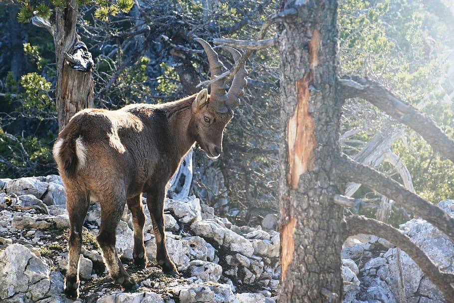 capricorn alpine ibex, ruminant, bovide, hunting, paarhufer, HD wallpaper