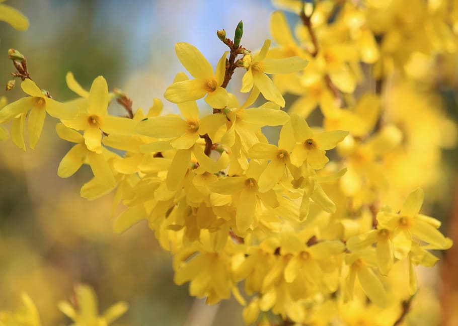 Forsythia 1080P, 2K, 4K, 5K HD wallpapers free download | Wallpaper Flare