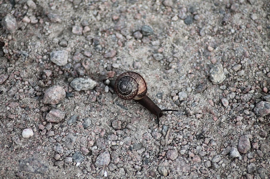 Snail, Shell, Nature, Animals, land snail, mollusk, slowly HD wallpaper