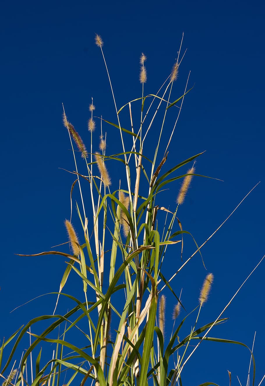 grass, tall, giant, green, growth, seeds, sky, blue, wild, nature HD wallpaper