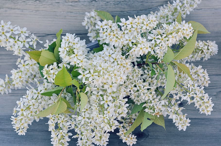 lilac, branches, flowers, white, lilac blossom branch, white flowers HD wallpaper