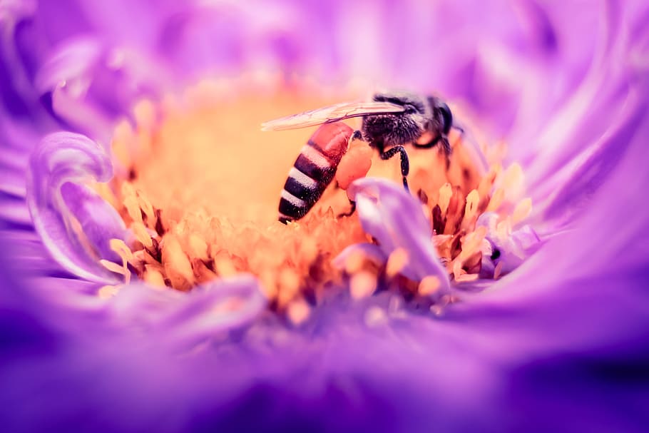black and white bee on yellow and purple flower, untitled, black Honey HD wallpaper