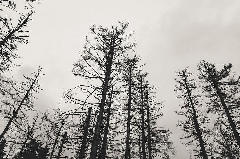 Bare trees in bw, nature, winter, forest, snow, outdoors, black And White HD wallpaper