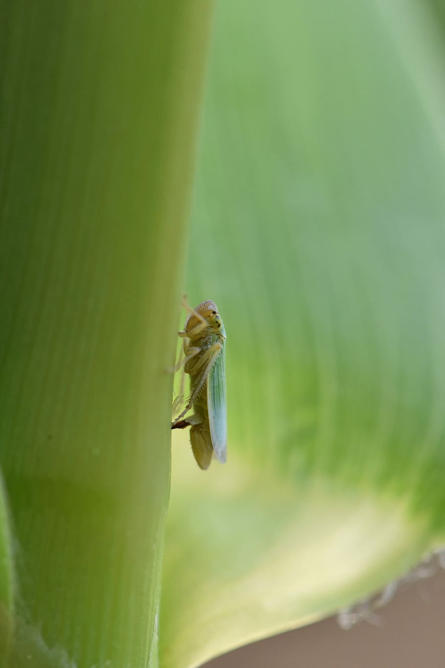 Leafhopper, Corn, Macro, one animal, animal themes, animals in the wild, HD wallpaper