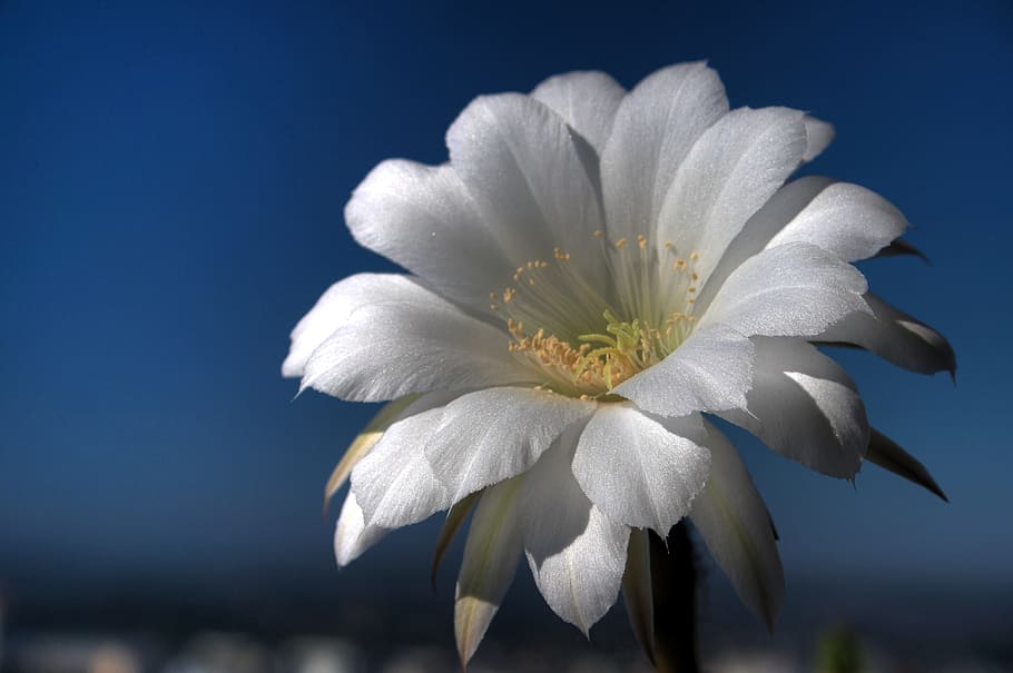 cactus, white, flower, closeup, amazing, nature, green, plant HD wallpaper