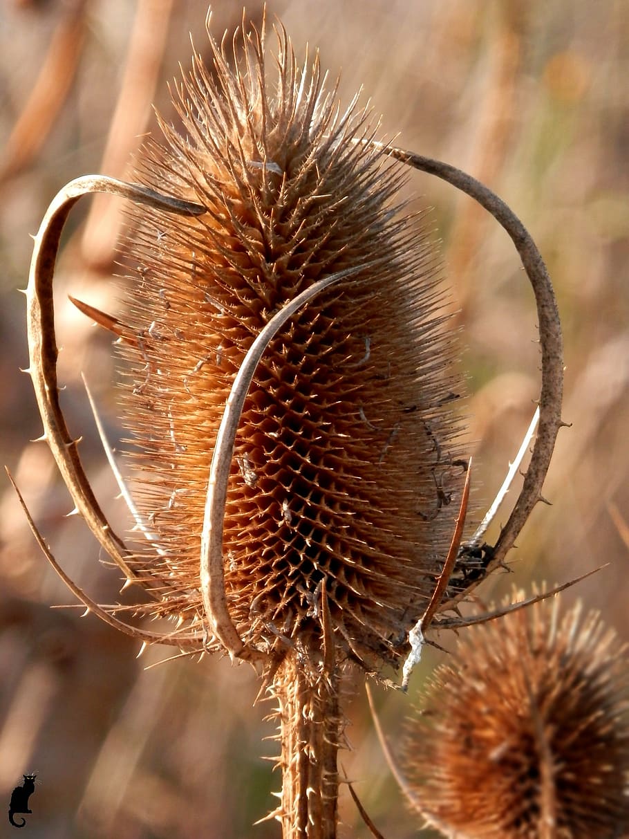 thistle, arid, drying, plant, autumn, nature, close-up, macro HD wallpaper