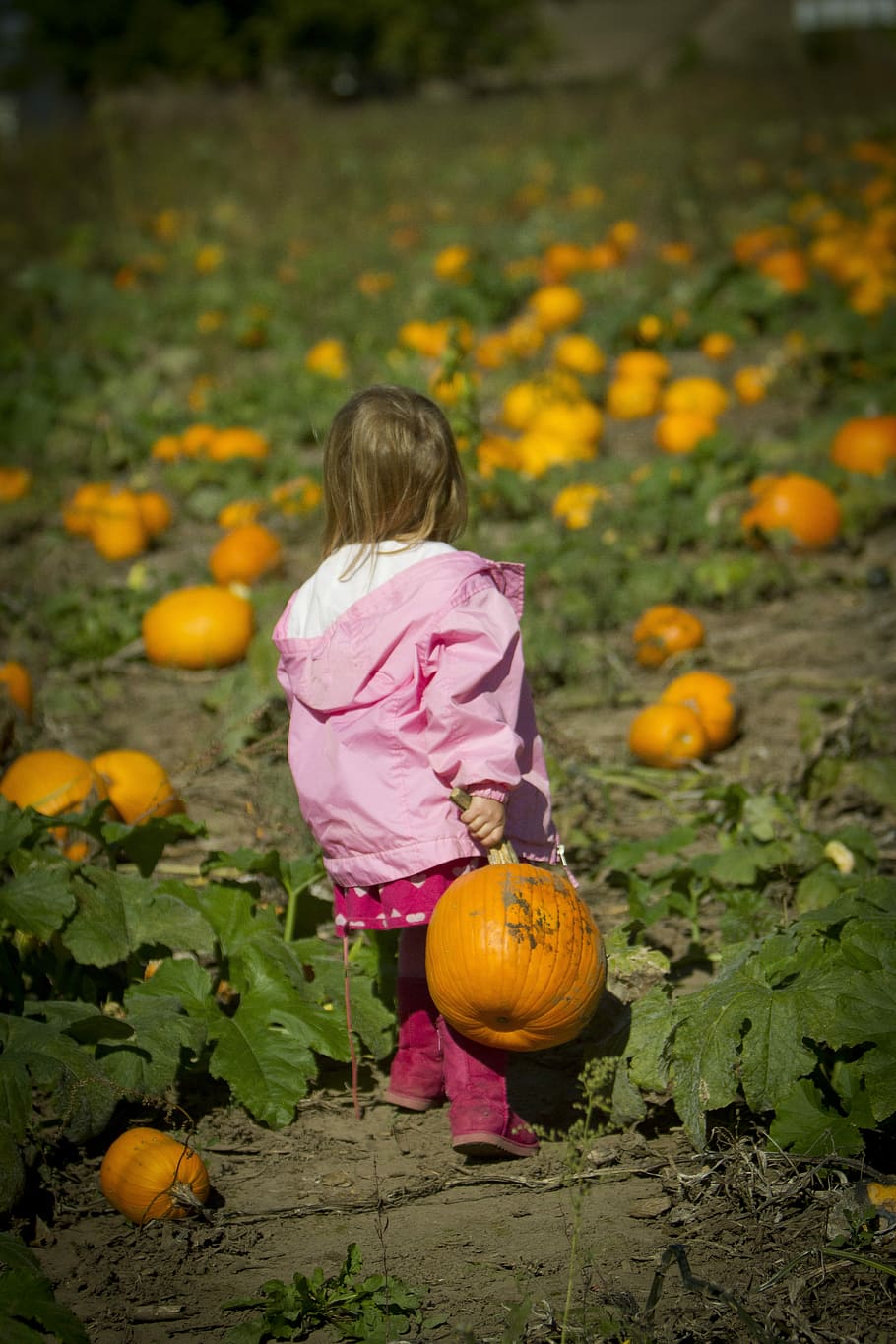 HD wallpaper: Girl Carrying Pumpkin, Pumpkin Patch, girl pumpkin, pumpkin  farm | Wallpaper Flare