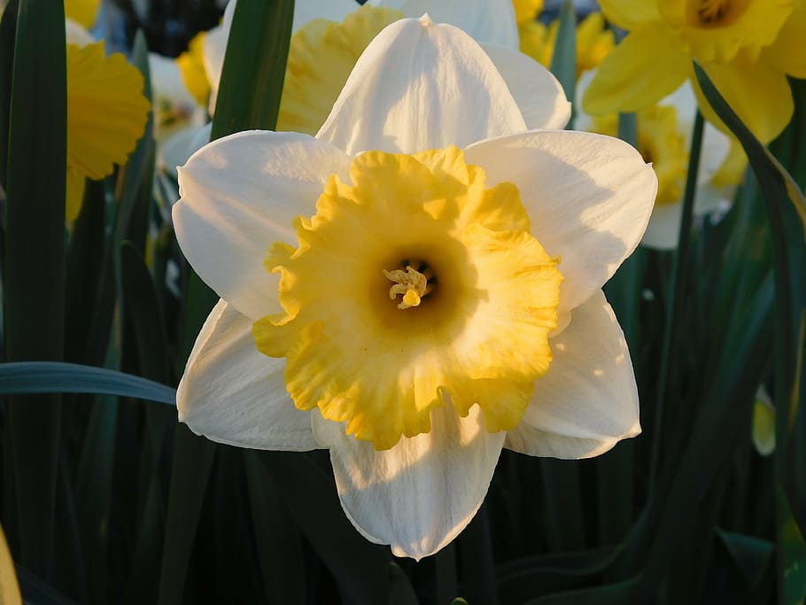 narcissus, yellow, white, spring, springtime, flower, blossom HD wallpaper