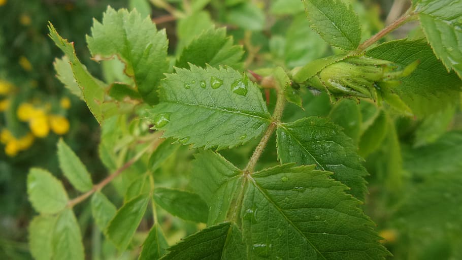 green, leaf, summer, organic, foliage, freshness, natural, green leaf HD wallpaper
