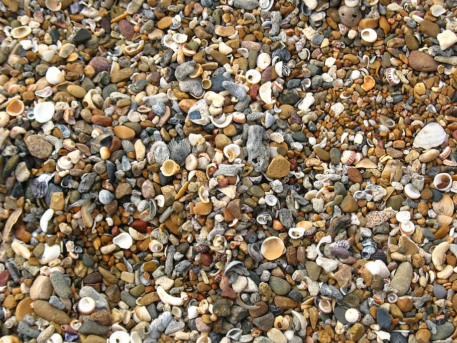 shells, beach, shelly beach, shore, coastal, seashell, full frame HD wallpaper