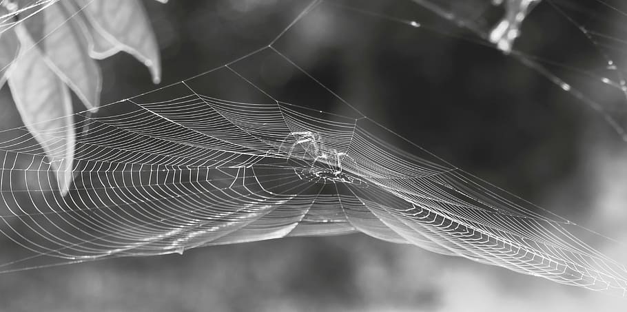 nature, black and white, spider, web, insect, close-up, fragility HD wallpaper