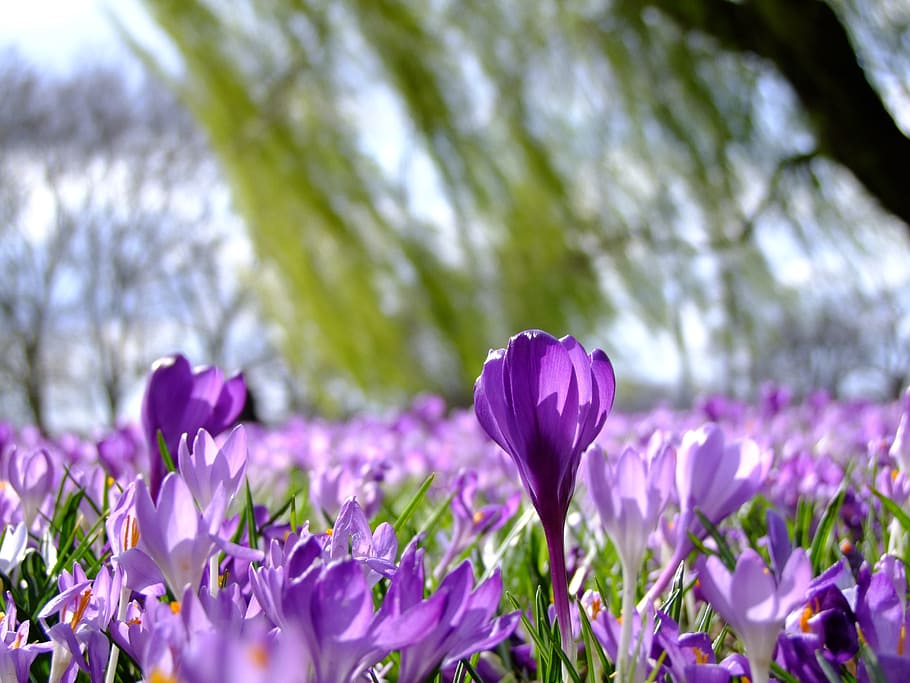 tilt photo of purple petaled flowers, crocus, spring, park HD wallpaper