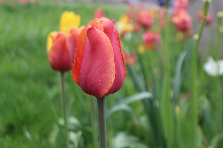 tulips, red, green, spring, flower, flowering plant, beauty in nature HD wallpaper