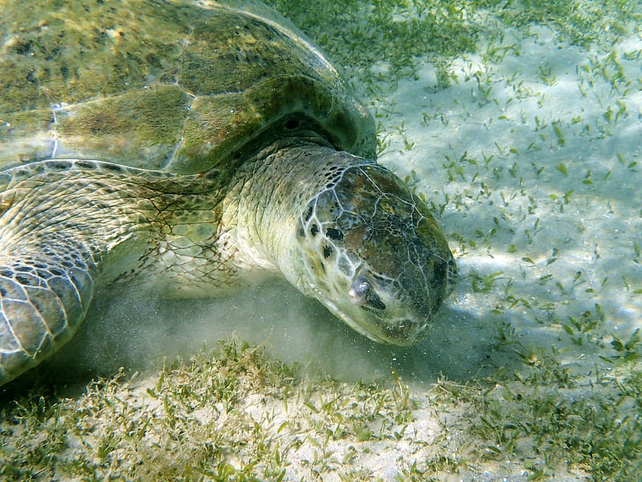 underwater, turtle, diving, sea turtle, underwater world, close HD wallpaper