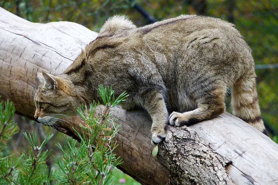 nature, animals, wildcat, mammal, animal themes, one animal HD wallpaper