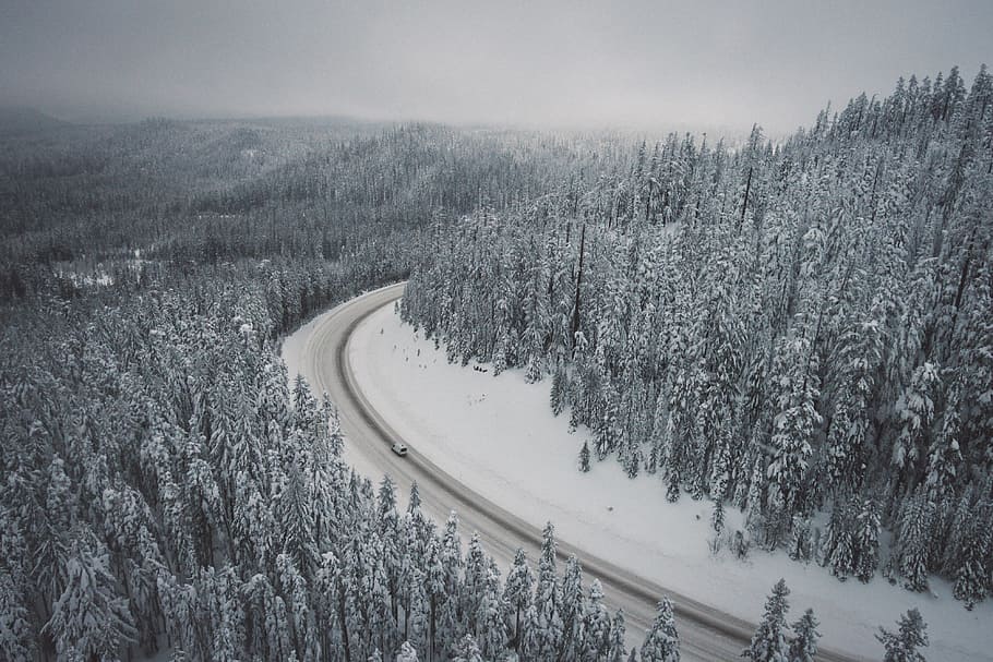 gray concrete road between trees covered with snow, snow covered trees and road HD wallpaper