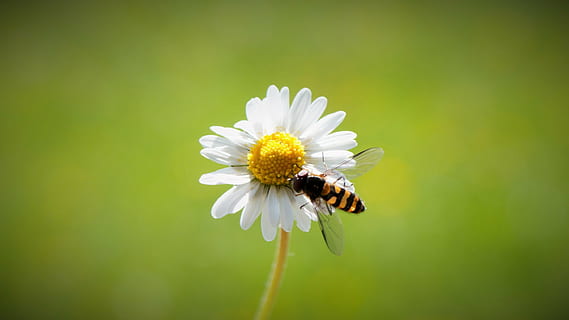 bee on white daisy flower, spring, harbinger of spring, close HD wallpaper