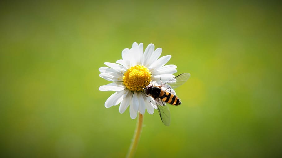 bee on white daisy flower, spring, harbinger of spring, close HD wallpaper