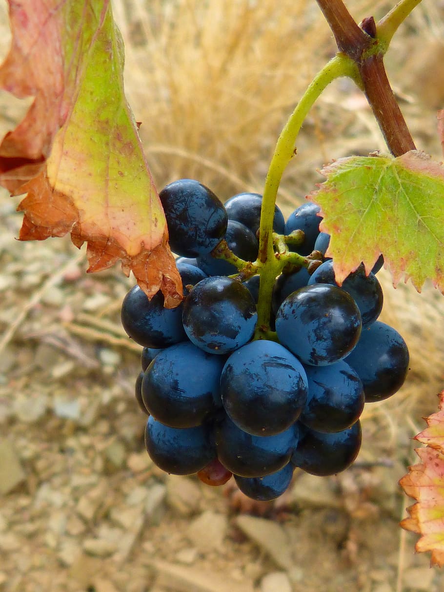 vine, grape, garnatxa, priorat, slate, food and drink, fruit HD wallpaper