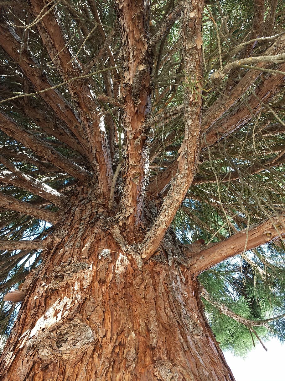 trees, bark, rough, trunk, nature, lumber, tree branches, tree trunk HD wallpaper