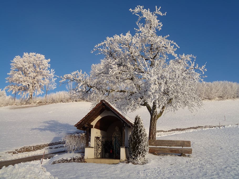 winter, wintry, shrubs, snow, cold temperature, tree, plant HD wallpaper