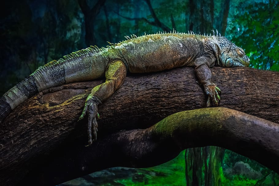 green iguana, iguana iguana, reptile, lizard, animal, nature, HD wallpaper