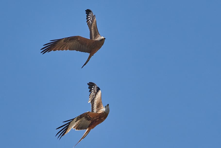 milan, pair, flight, sky, bird, wing, bird of prey, flying HD wallpaper