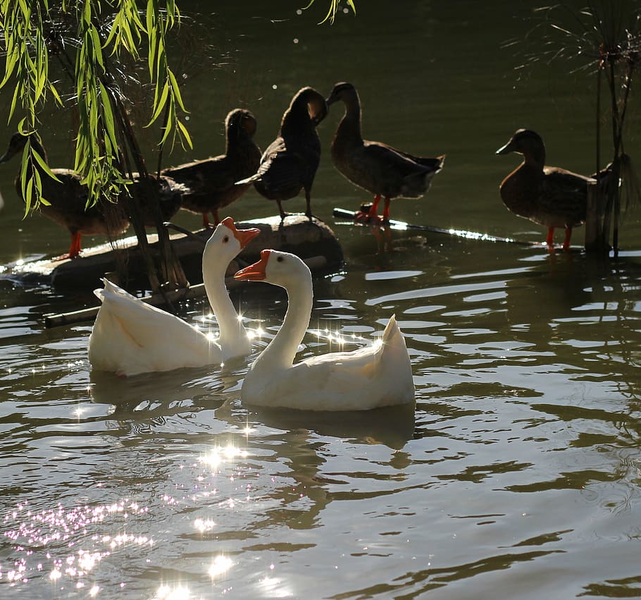 swan, duck, willow, bird, animals in the wild, animal themes HD wallpaper