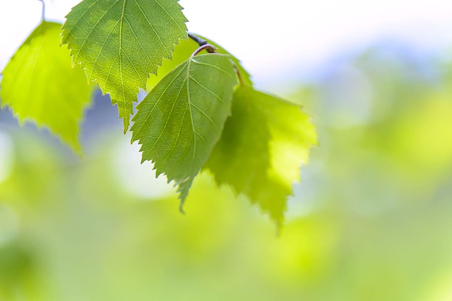 selective photography of green leafy plant, spring green leaves, HD wallpaper