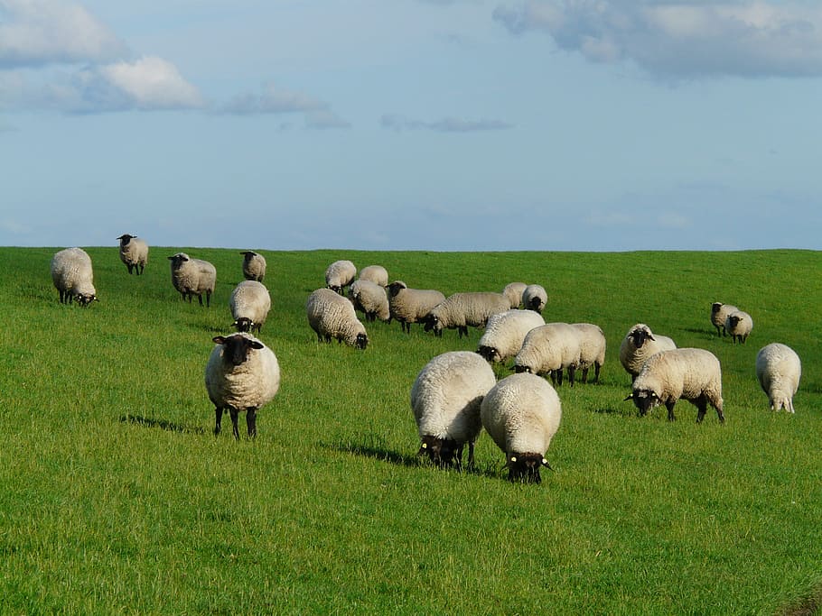 herd of sheep on green grass field during daytime, flock of sheep