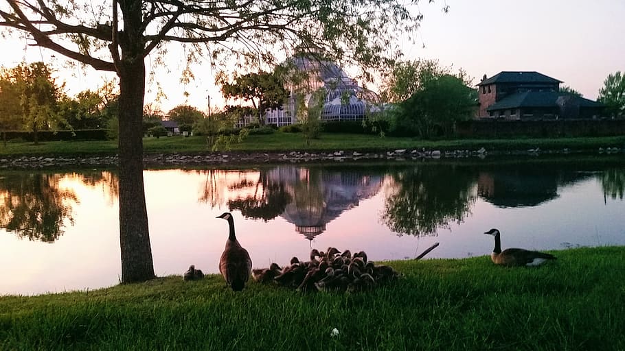 belle isle, pond, nature, reflection, canadian geese, geese family HD wallpaper