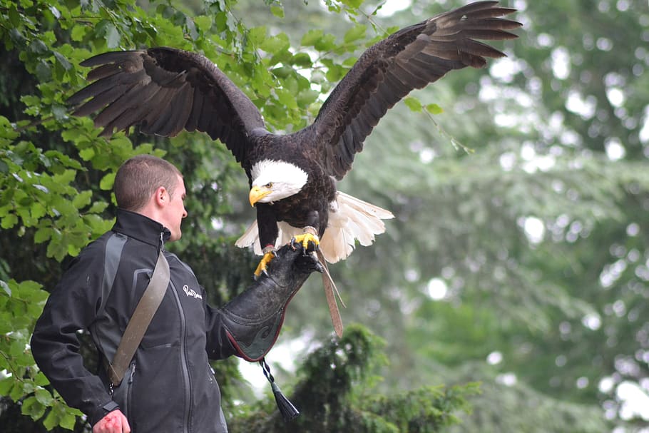 Птицераптор фото с крыльямм. Eagle Flight.