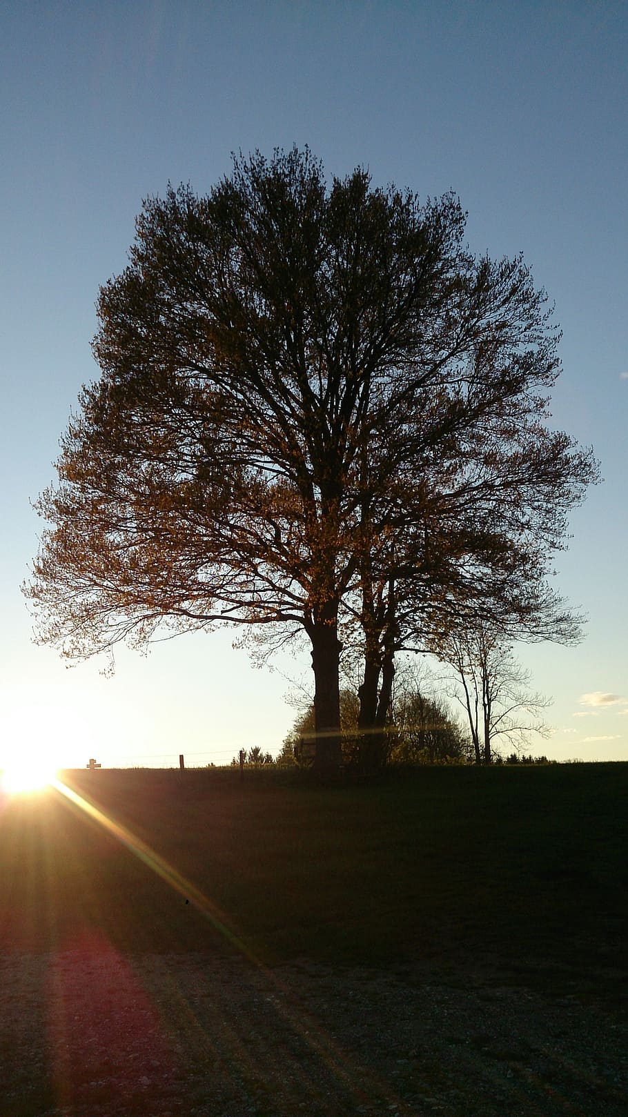 tree, meadow, nature, landscape, autumn, leaves, sun, sunset HD wallpaper
