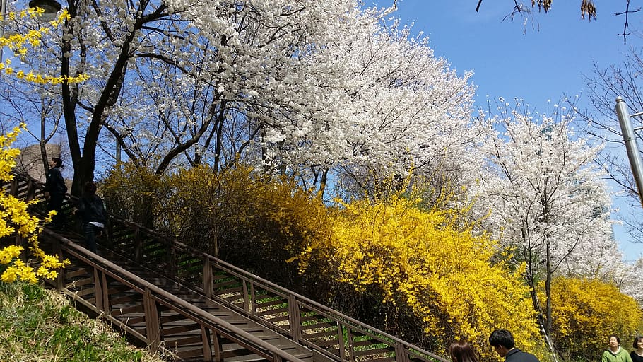 yangjae stream, cherry flowers, tree, plant, beauty in nature HD wallpaper
