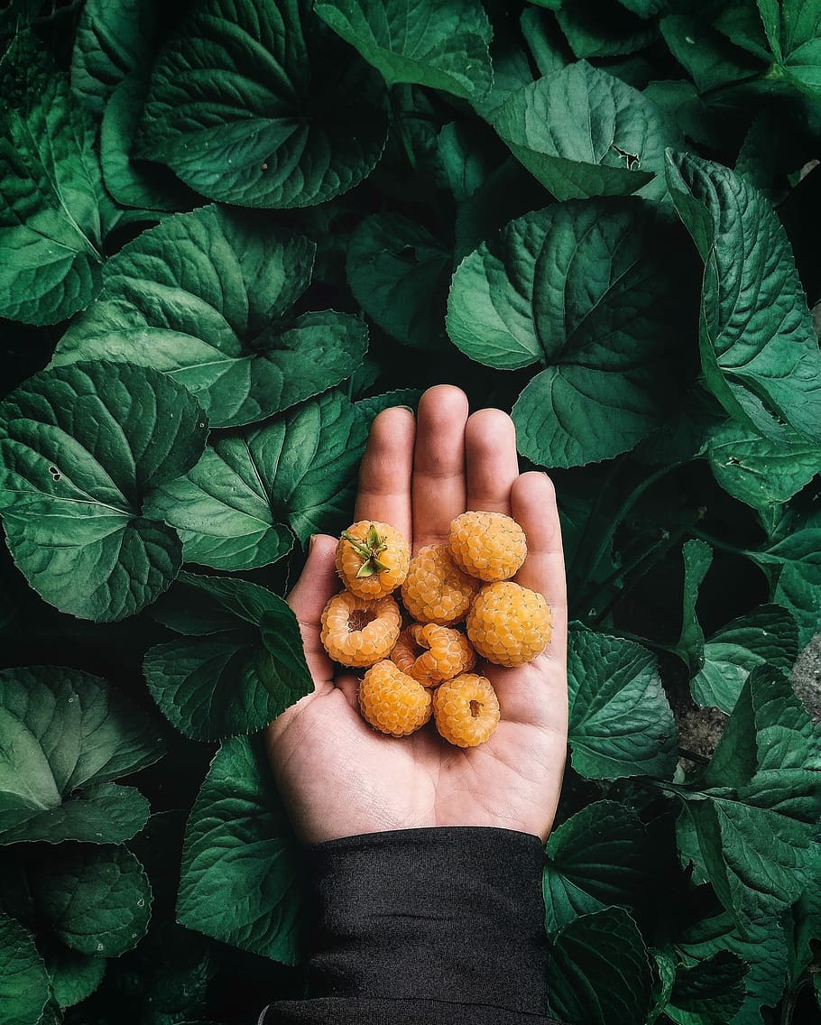 summer, green, raspberry, hand, one person, human hand, leaf HD wallpaper