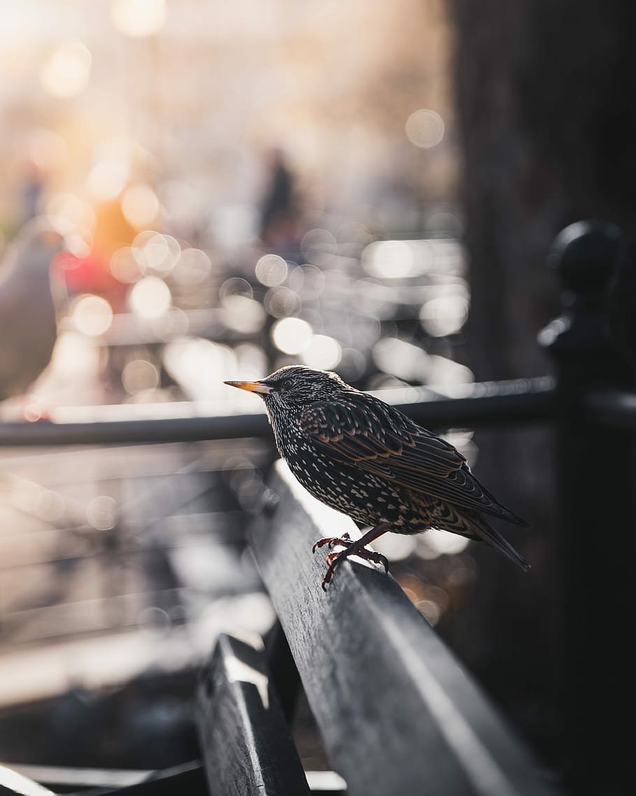 selective focus bokeh photography of gray bird on bench, focus photography of small bird on the wooden bench, HD wallpaper