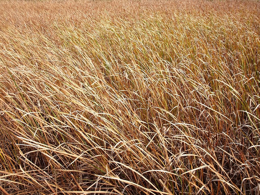 grass, grassy, marsh, tall grass, texture, river, water, field HD wallpaper