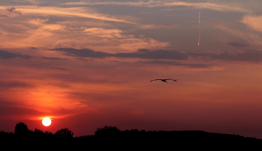 Sunset, Stork, Cloud, sky, red, silhouette, cloud - sky, orange color HD wallpaper
