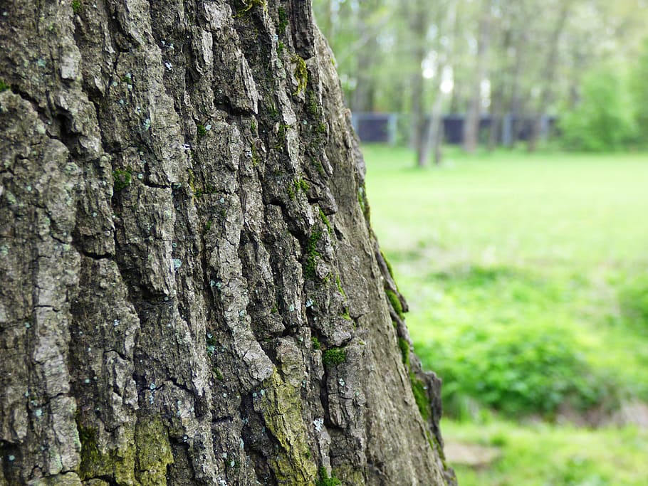 konar, tree, the bark, sharpness, the structure of the, forest HD wallpaper
