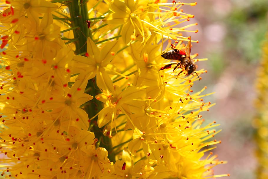 Summer, Bee, Yellow, Flower, Nature, garden, leaf, bloom, green HD wallpaper