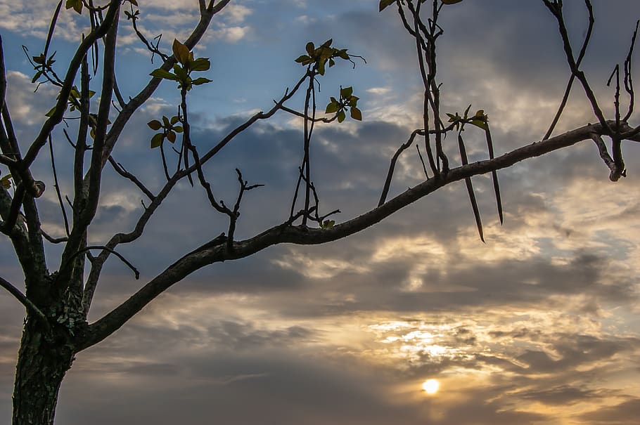 sky, sunset, clouds, atmosphere, evening, tree, cloud - sky HD wallpaper